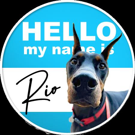 Enlarge Rio (FOSTER NEEDED! EDMONTON, AB), a Adoptable Doberman Pinscher in Edmonton, AB image 2/6