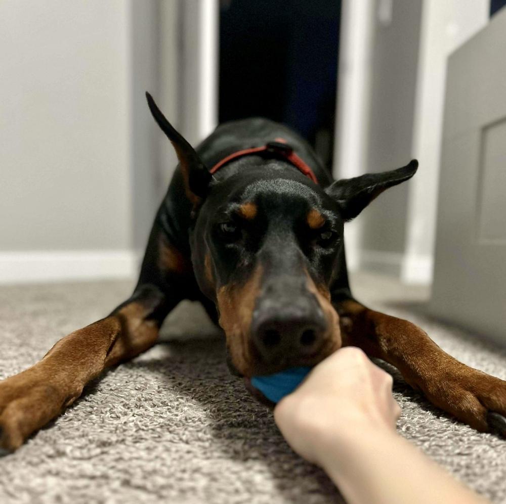 Enlarge Rio (FOSTER NEEDED! EDMONTON, AB), a Adoptable Doberman Pinscher in Edmonton, AB image 3/6