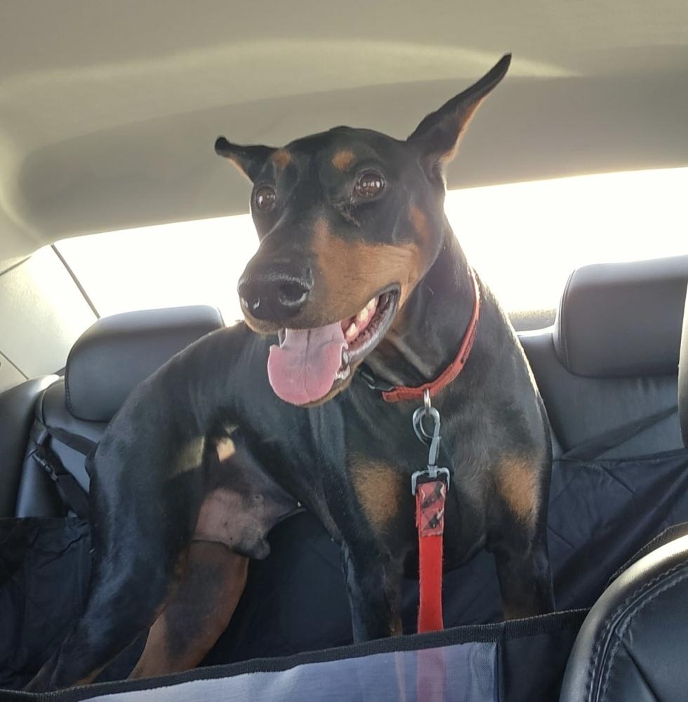 Enlarge Rio (FOSTER NEEDED! EDMONTON, AB), a Adoptable Doberman Pinscher in Edmonton, AB image 4/6