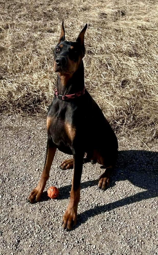 Enlarge Rio (FOSTER NEEDED! EDMONTON, AB), a Adoptable Doberman Pinscher in Edmonton, AB image 5/6