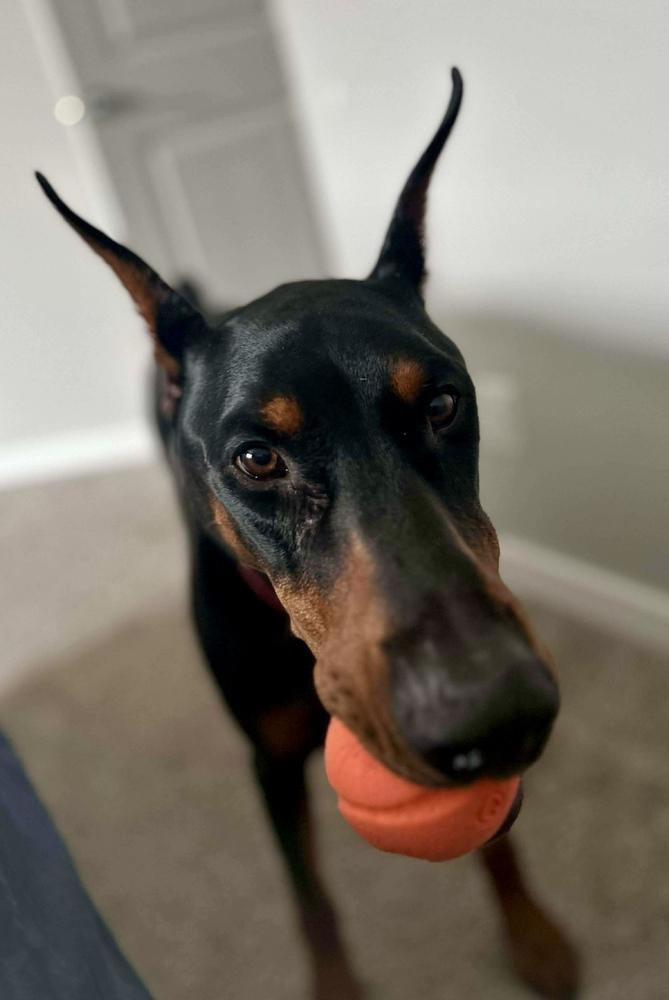 Enlarge Rio (FOSTER NEEDED! EDMONTON, AB), a Adoptable Doberman Pinscher in Edmonton, AB image 6/6