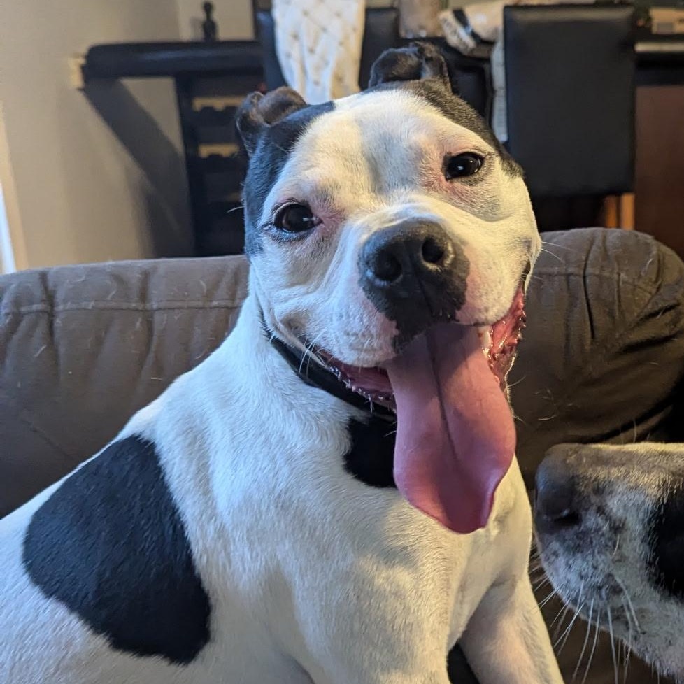 Enlarge Pearl (courtesy post), a ADOPTABLE mixed breed in New Orleans, LA image 4/6