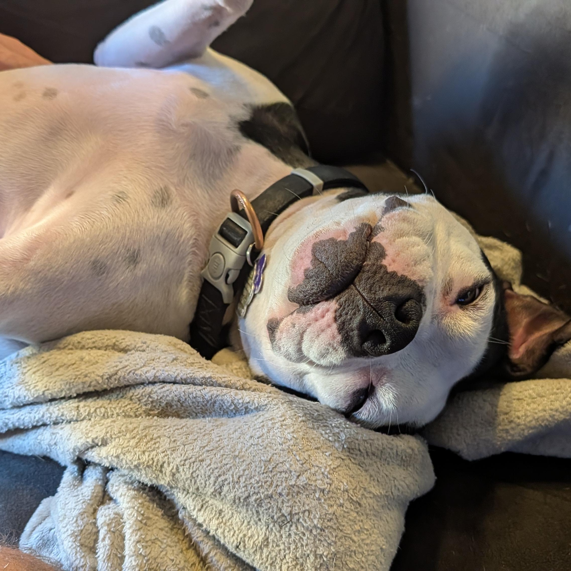Enlarge Pearl (courtesy post), a ADOPTABLE mixed breed in New Orleans, LA image 3/6