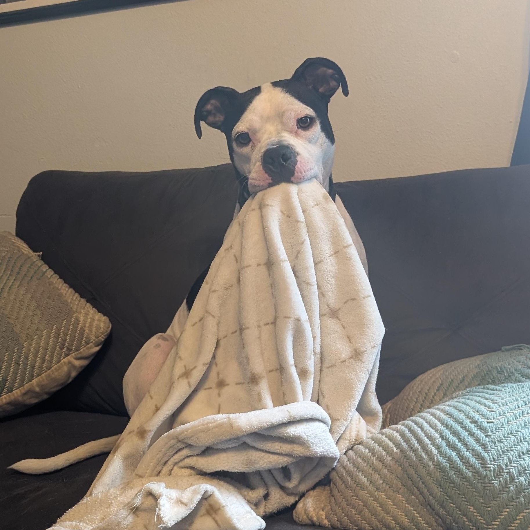Enlarge Pearl (courtesy post), a ADOPTABLE mixed breed in New Orleans, LA image 5/6