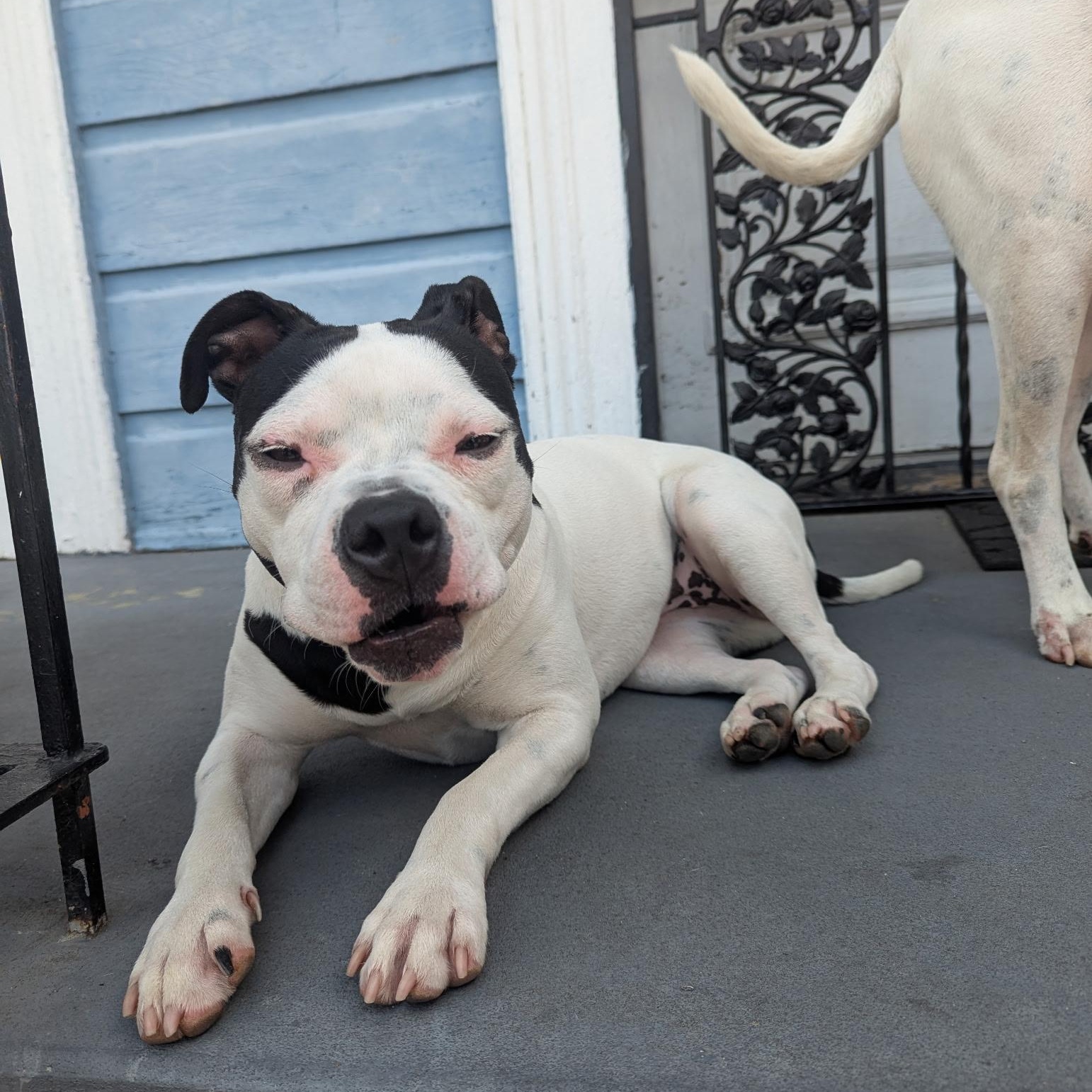 Enlarge Pearl (courtesy post), a ADOPTABLE mixed breed in New Orleans, LA image 2/6