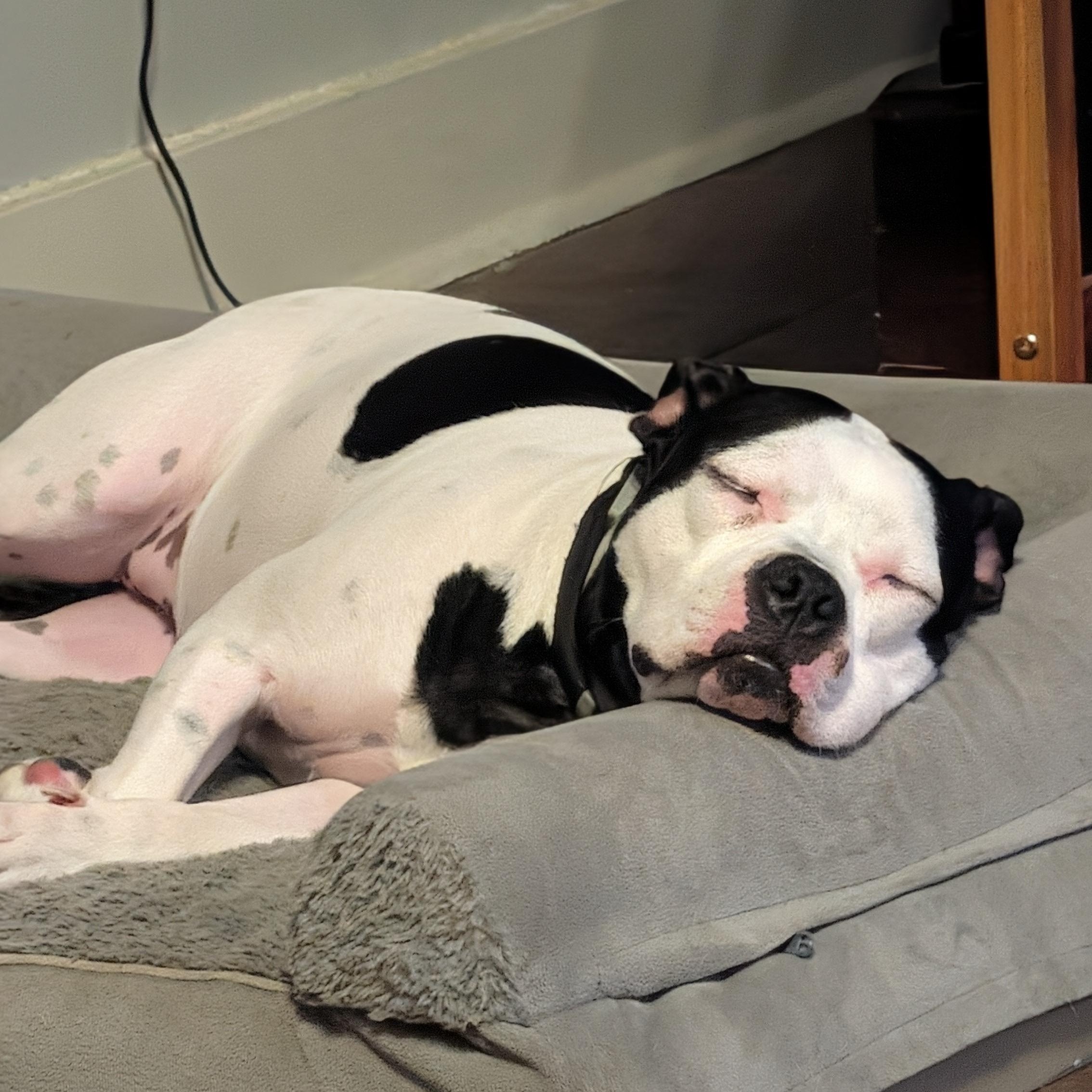 Enlarge Pearl (courtesy post), a ADOPTABLE mixed breed in New Orleans, LA image 6/6
