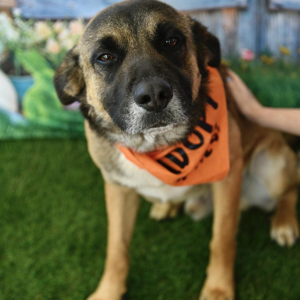 Balto, Adoptable, Young Male German Shepherd Dog & Mixed Breed.
