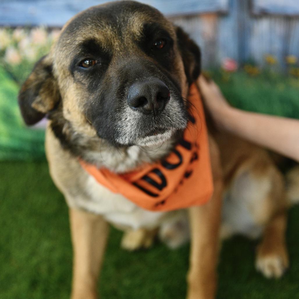 Balto, a Adoptable mixed breed in Floresville, TX image 2/6