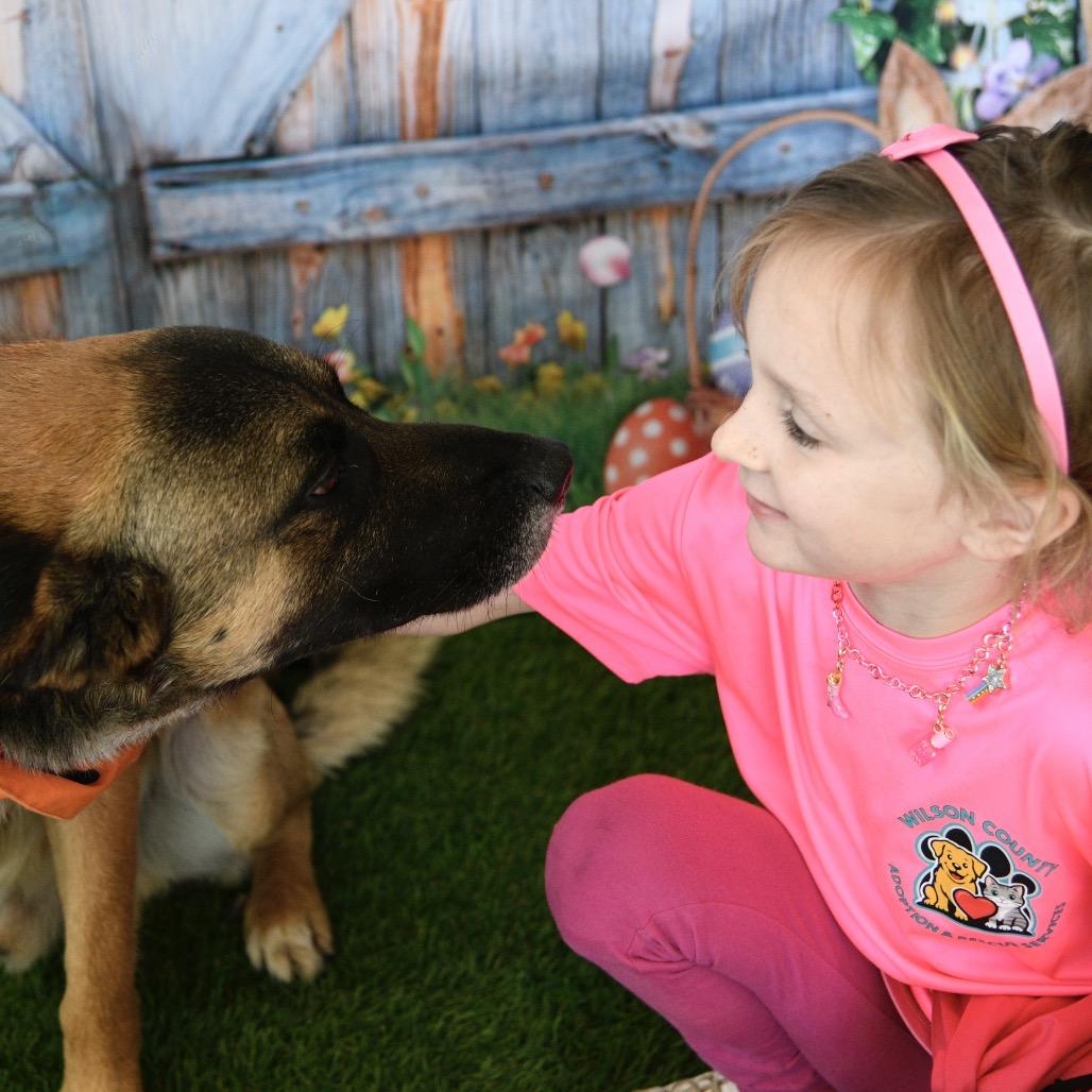 Balto, a Adoptable mixed breed in Floresville, TX image 3/6