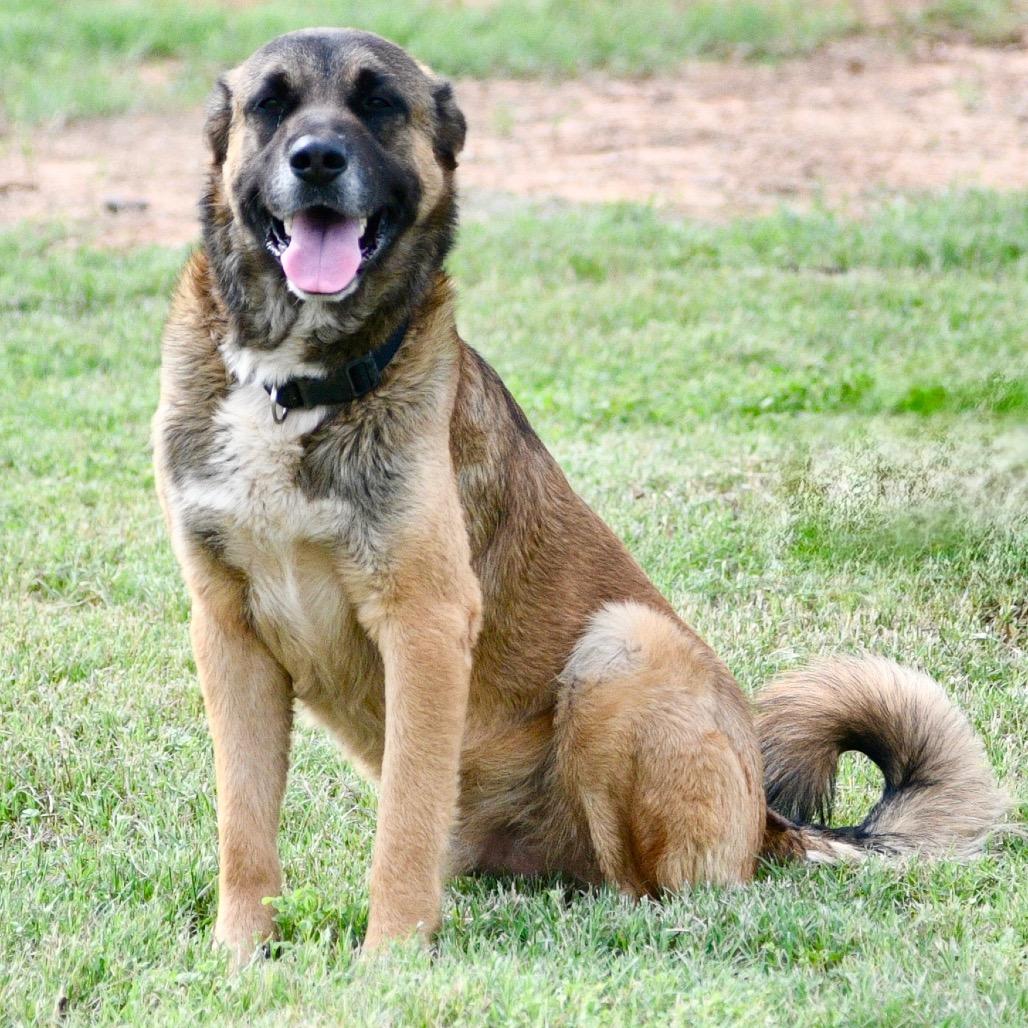 Balto, a Adoptable mixed breed in Floresville, TX image 4/6
