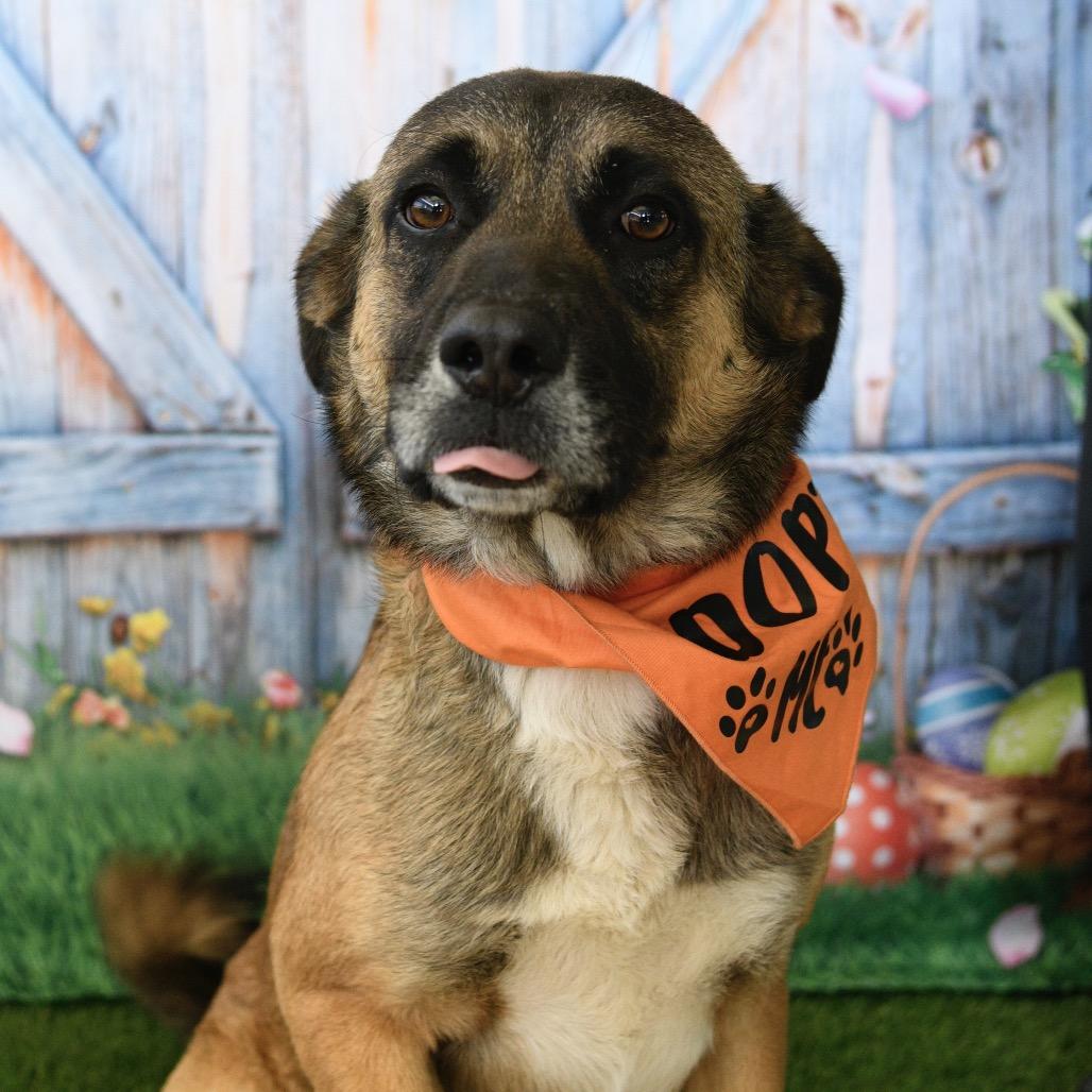 Balto, a Adoptable mixed breed in Floresville, TX image 5/6
