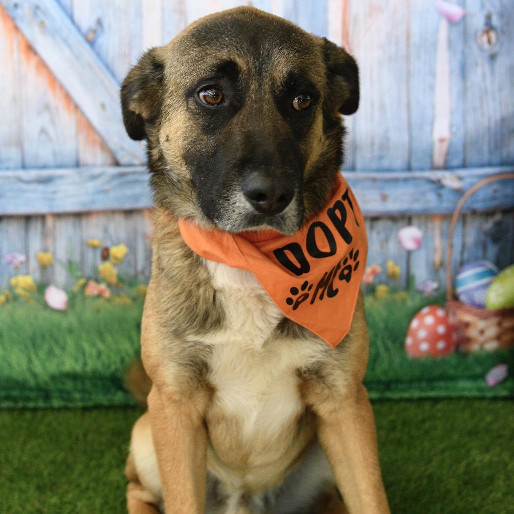 Balto, a Adoptable mixed breed in Floresville, TX image 6/6