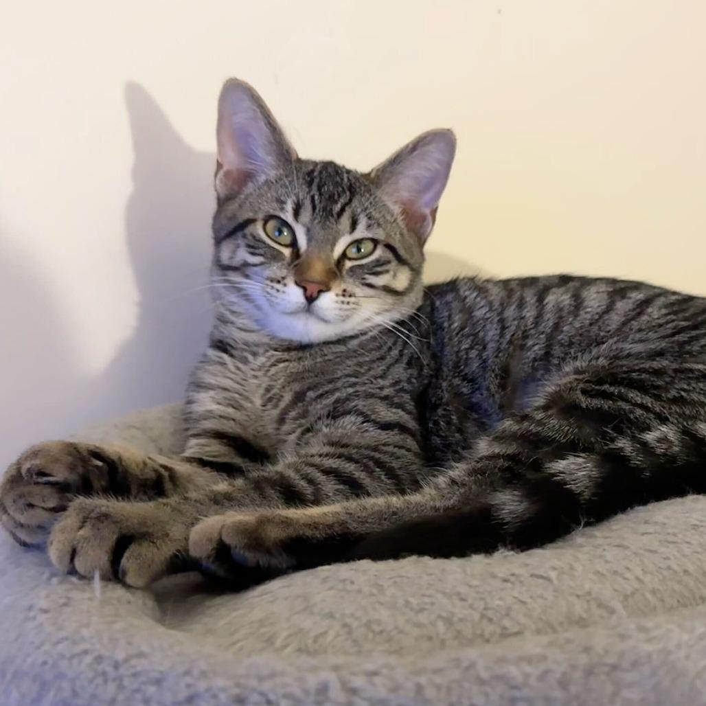 Opal (k2025), Adoptable, Young Female Domestic Short Hair.