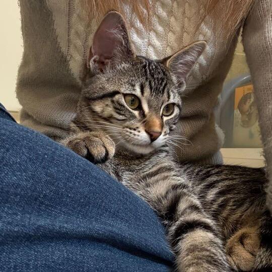 Opal (k2025), Adoptable, Young Female Domestic Short Hair.