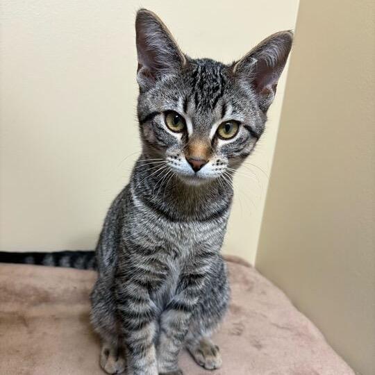 Opal (k2025), a Adoptable Domestic Short Hair in Skokie, IL image 2/4