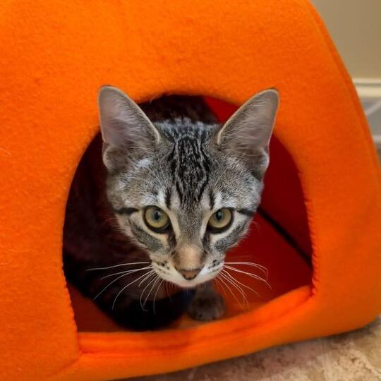 Opal (k2025), a Adoptable Domestic Short Hair in Skokie, IL image 3/4