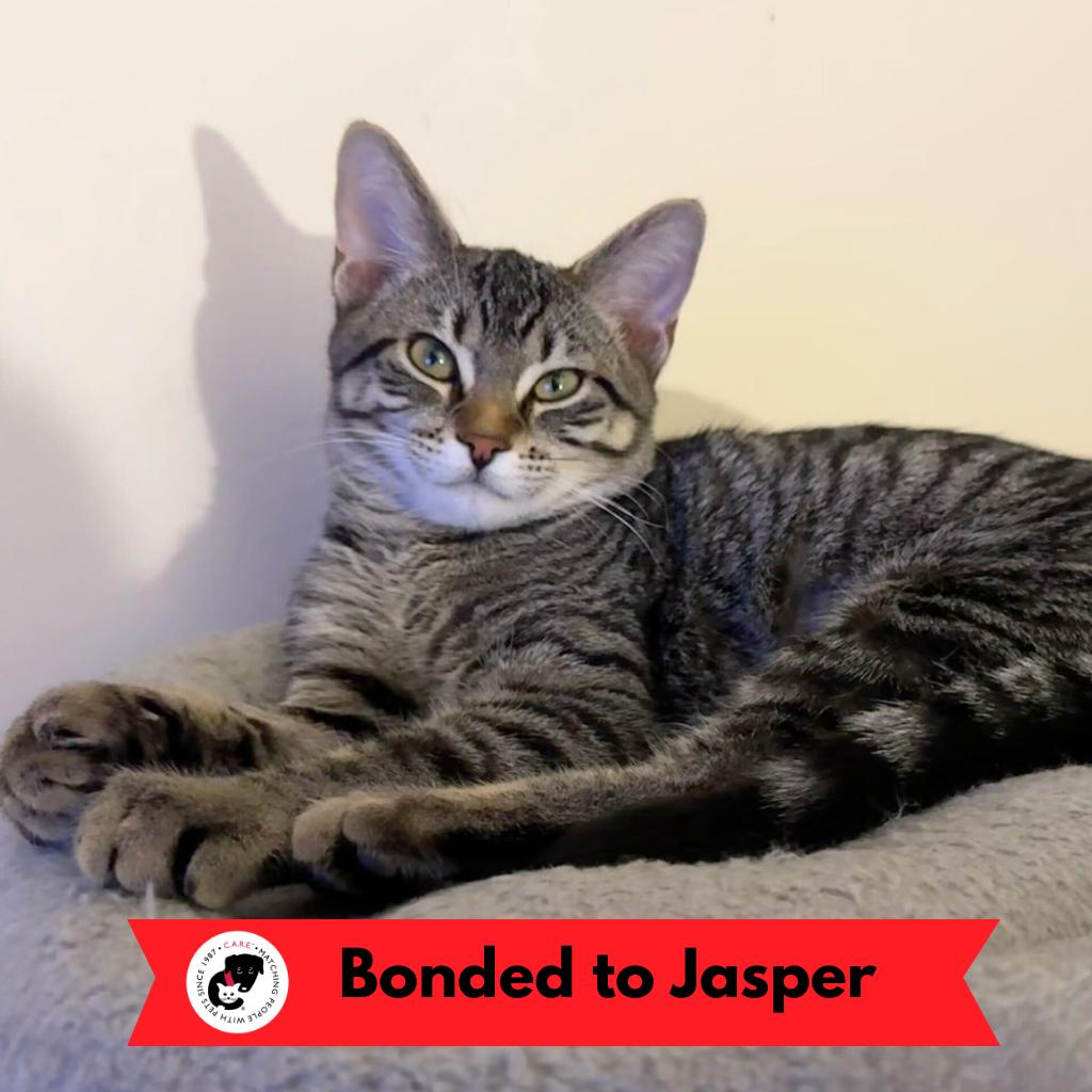 Opal (k2025), a Adoptable Domestic Short Hair in Skokie, IL image 4/4