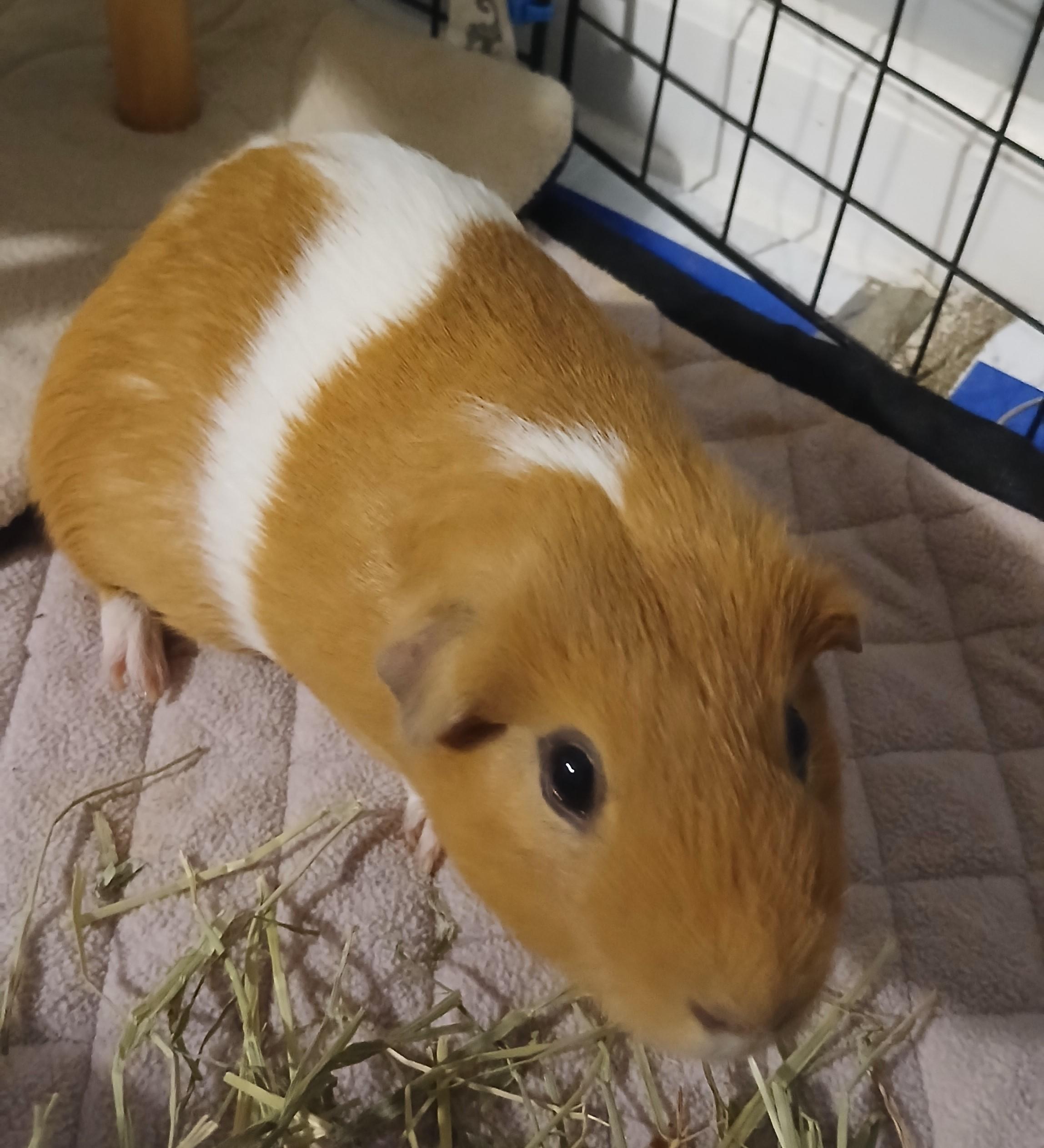 Cheese, ADOPTABLE, Adult Male Guinea Pig.