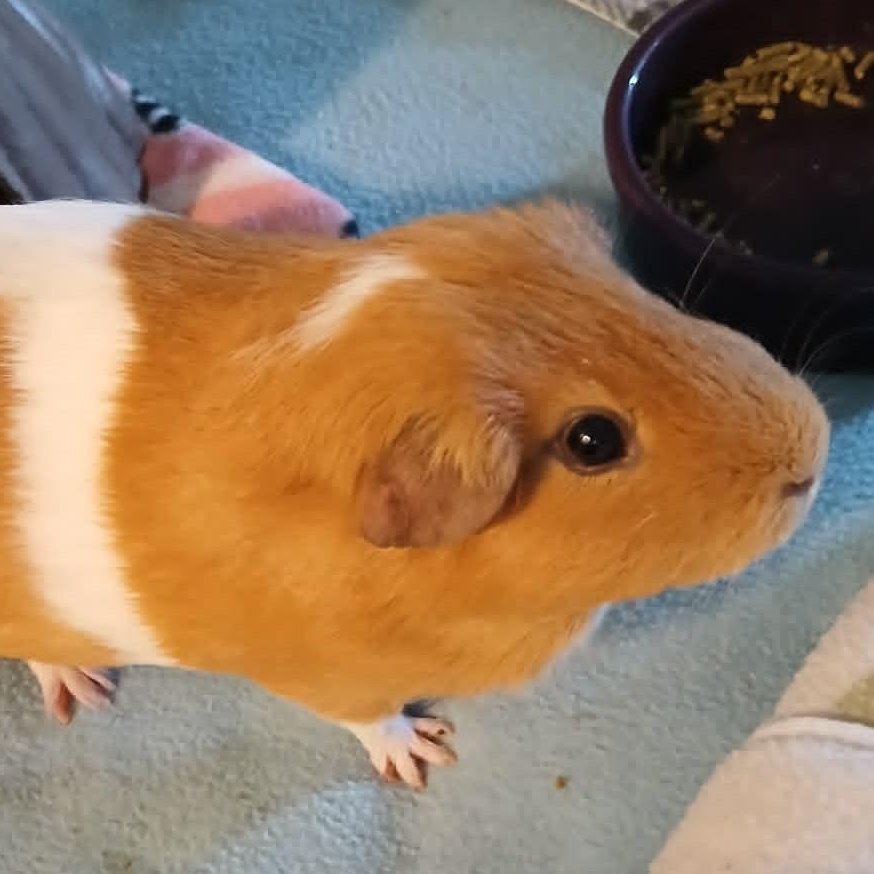 Cheese, ADOPTABLE, Adult Male Guinea Pig.