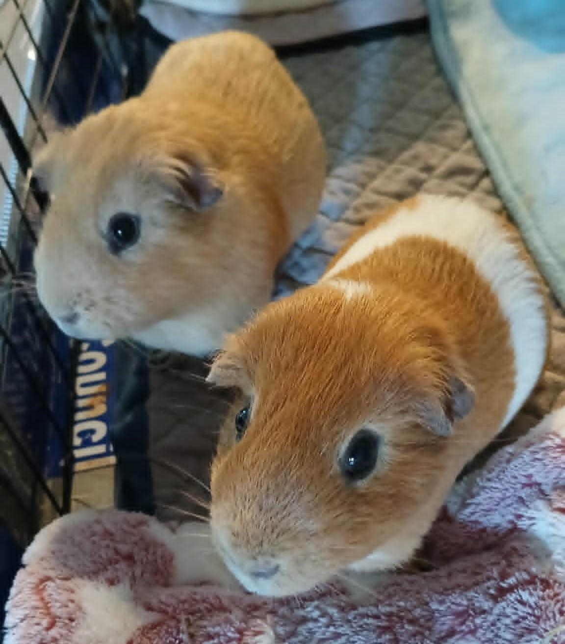 Cheese, a ADOPTABLE Guinea Pig in Saint Paul, MN image 3/3