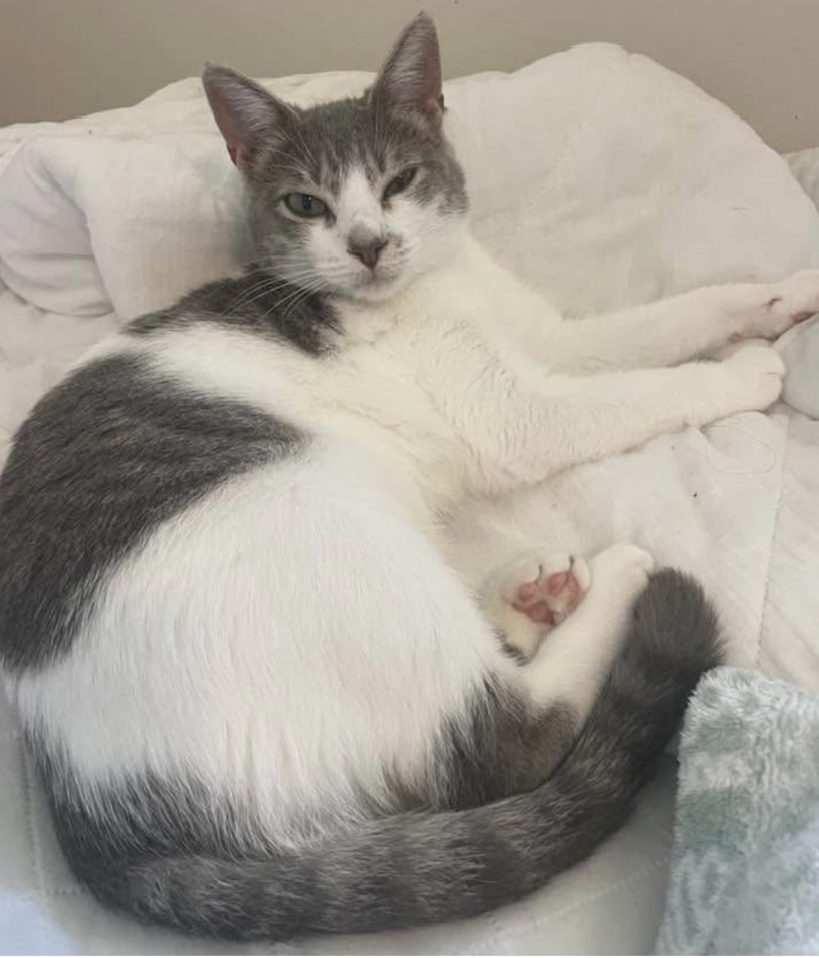 Enlarge Starr, a Adopted American Shorthair in Fayetteville, NC image 1/3