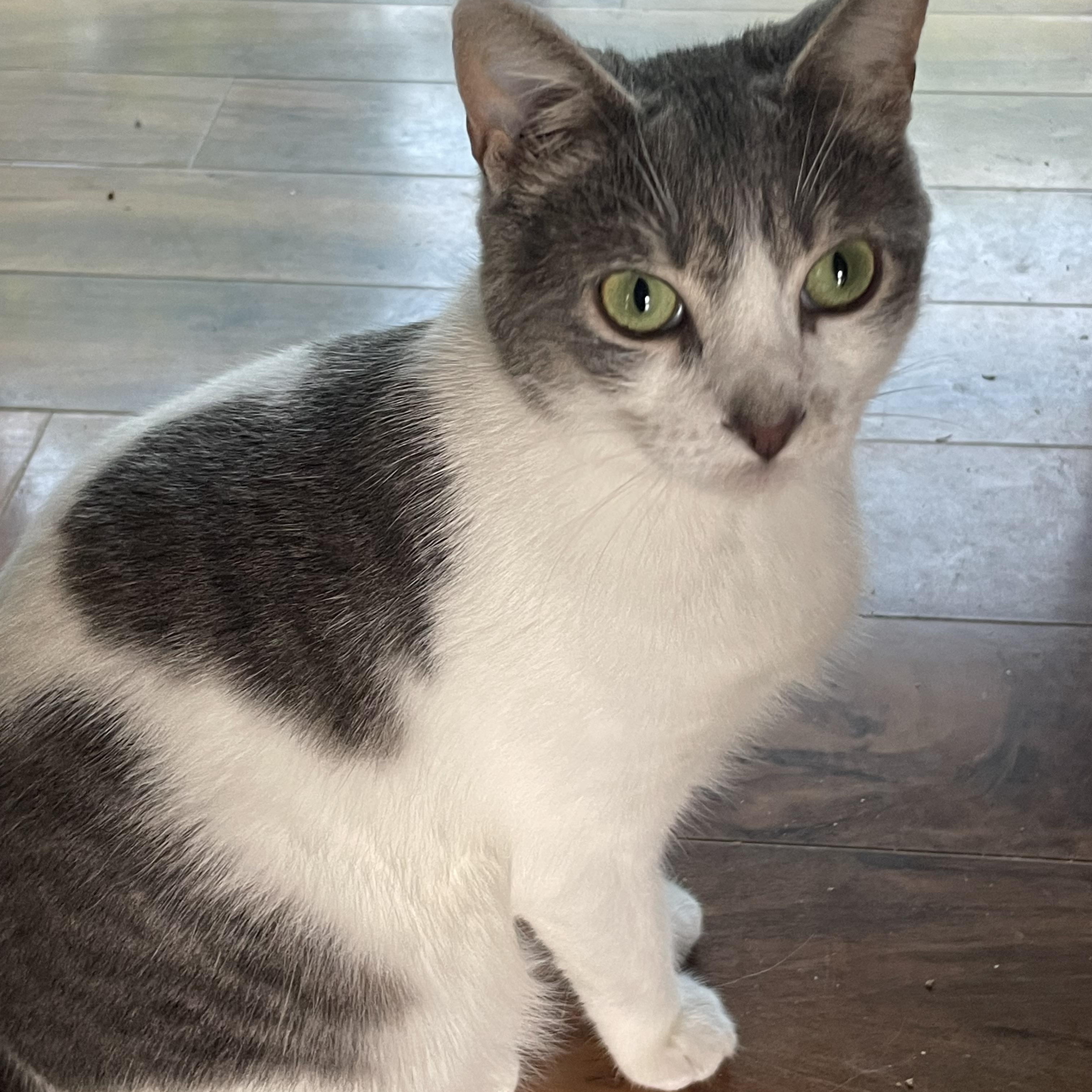 Enlarge Starr, a Adopted American Shorthair in Fayetteville, NC image 2/3