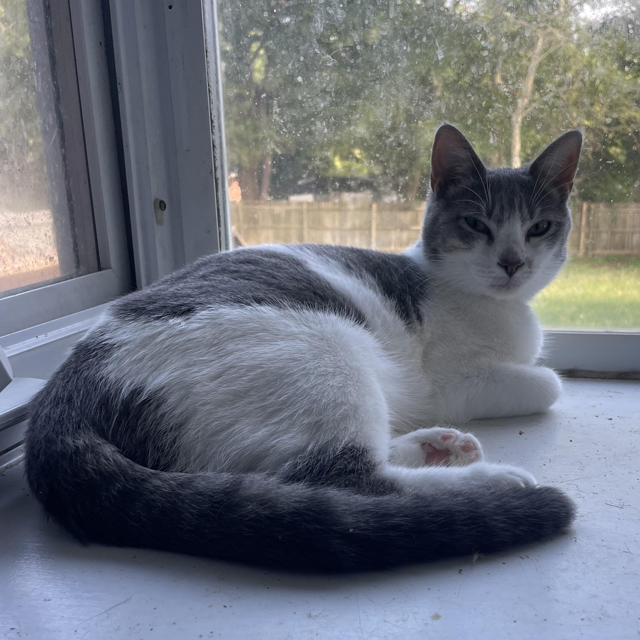 Enlarge Starr, a Adopted American Shorthair in Fayetteville, NC image 3/3