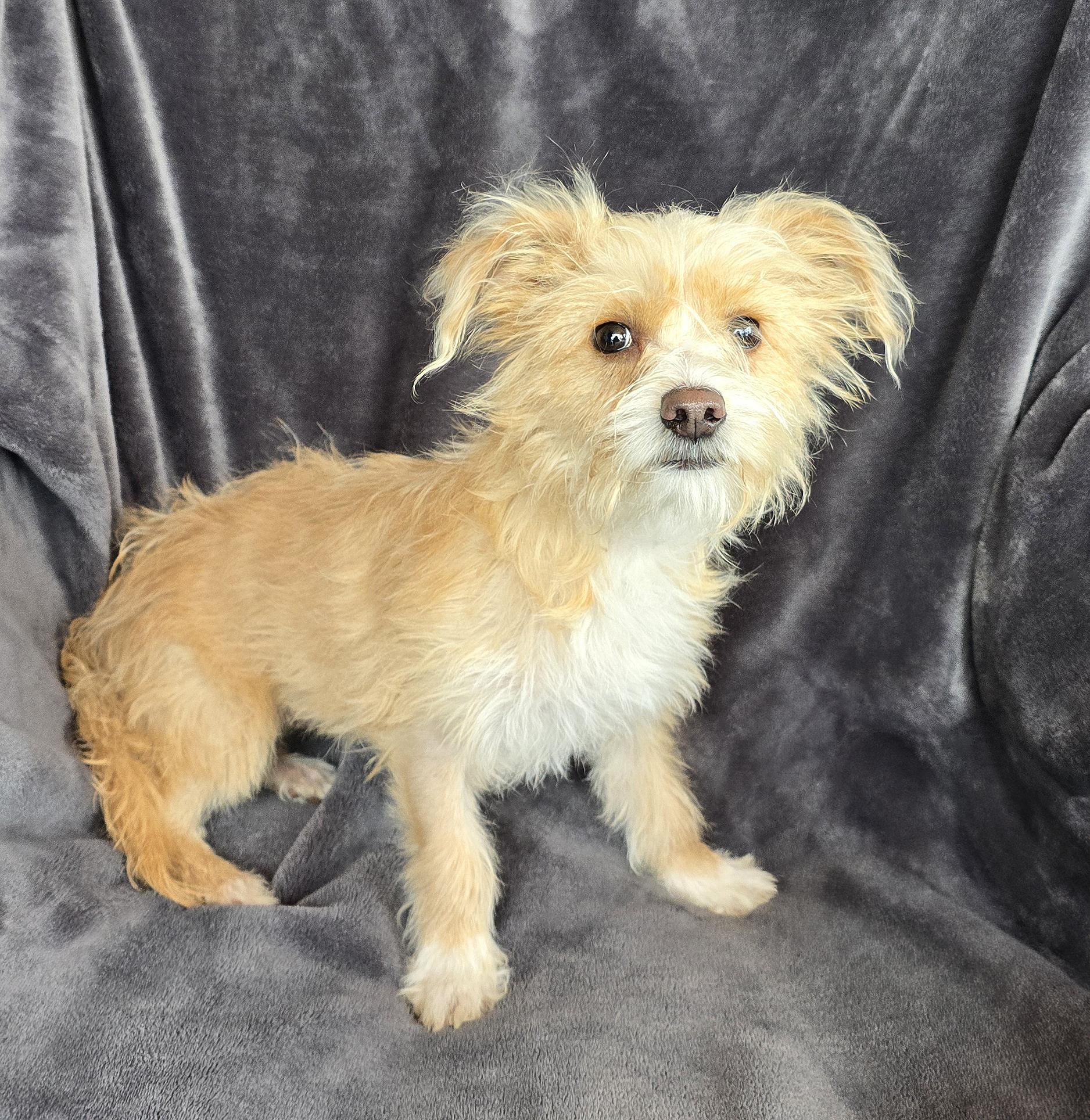 Enlarge Cuddly Lil Ms Campi ~ Shihpoo, an adopted Shih poo in Albuquerque, NM image 1/1