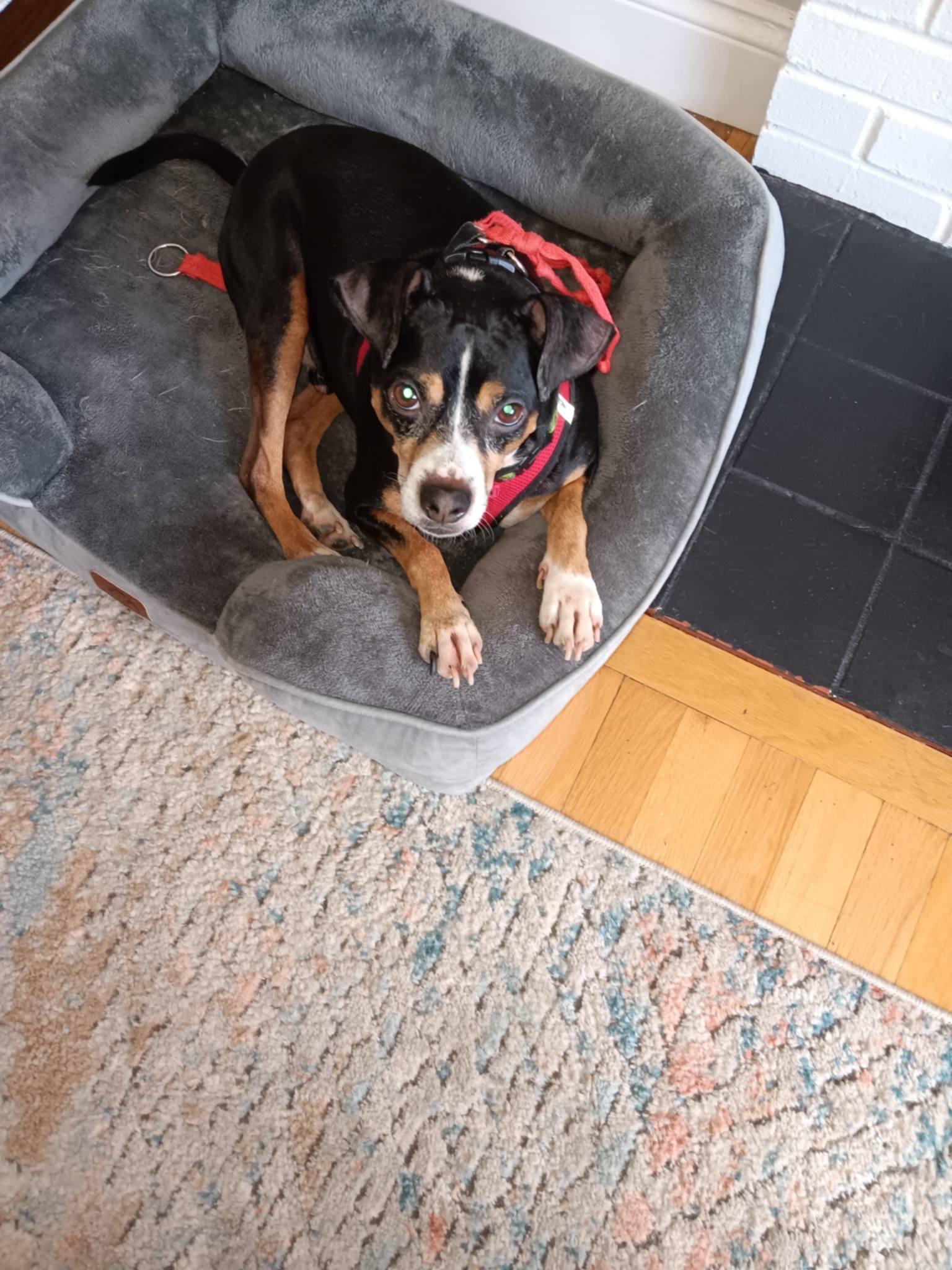 Zeus, a ADOPTABLE mixed breed in Kingston, MA image 3/3