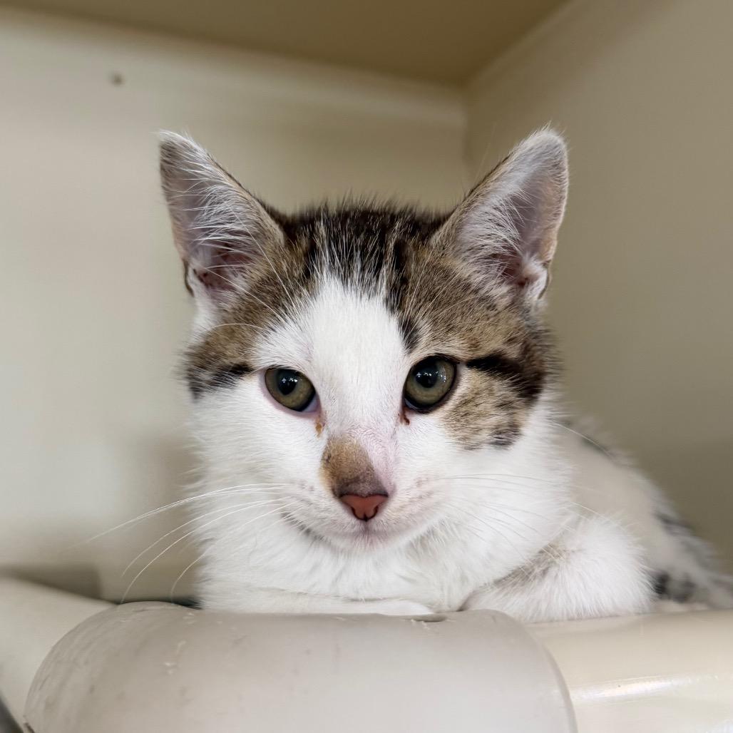 Buzz, Adoptable, Kitten Male Domestic Short Hair.