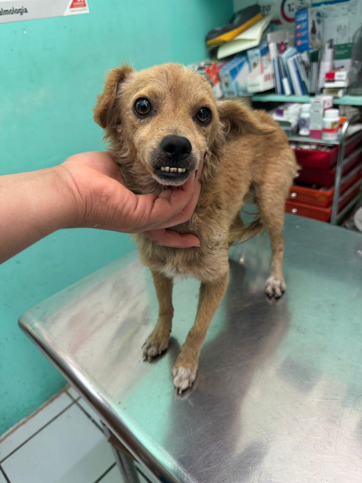 Malek, an adopted Mixed Breed in EL COLORADO, JAL image 2/4