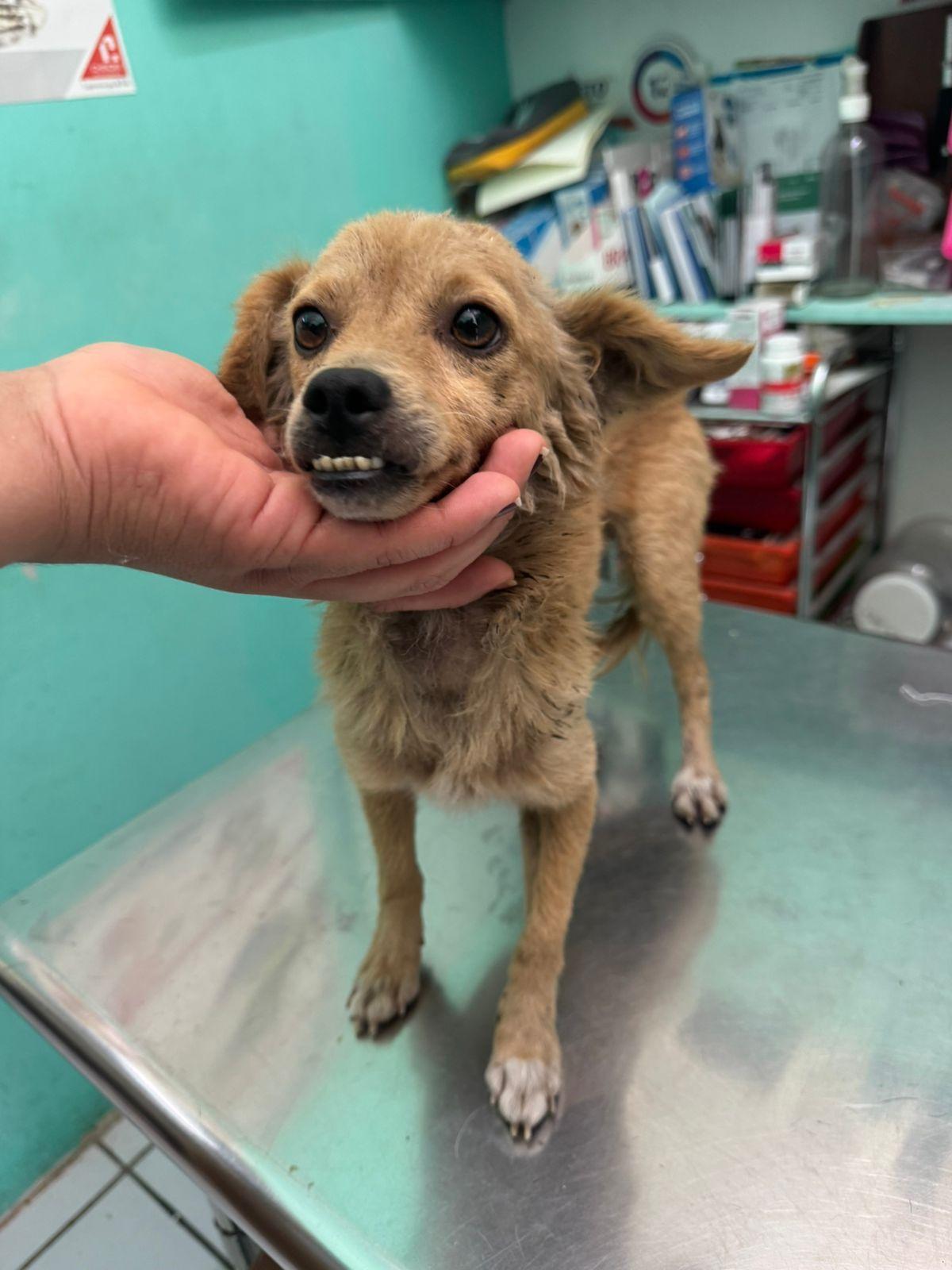 Malek, adopted, Adult Male Mixed Breed.