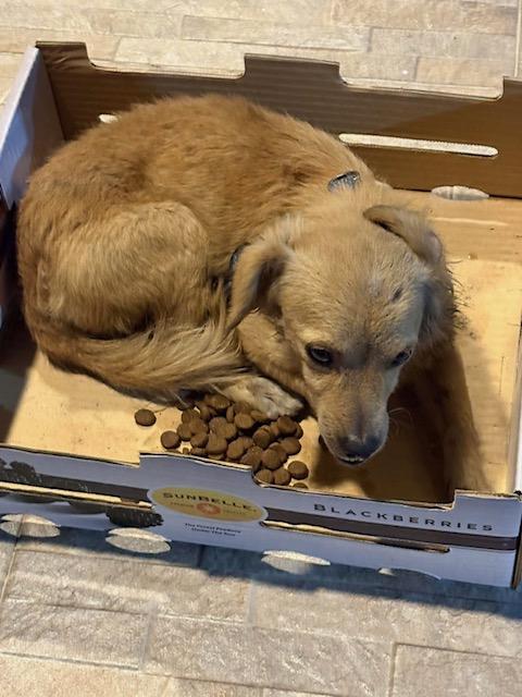 Malek, an adopted Mixed Breed in EL COLORADO, JAL image 3/4