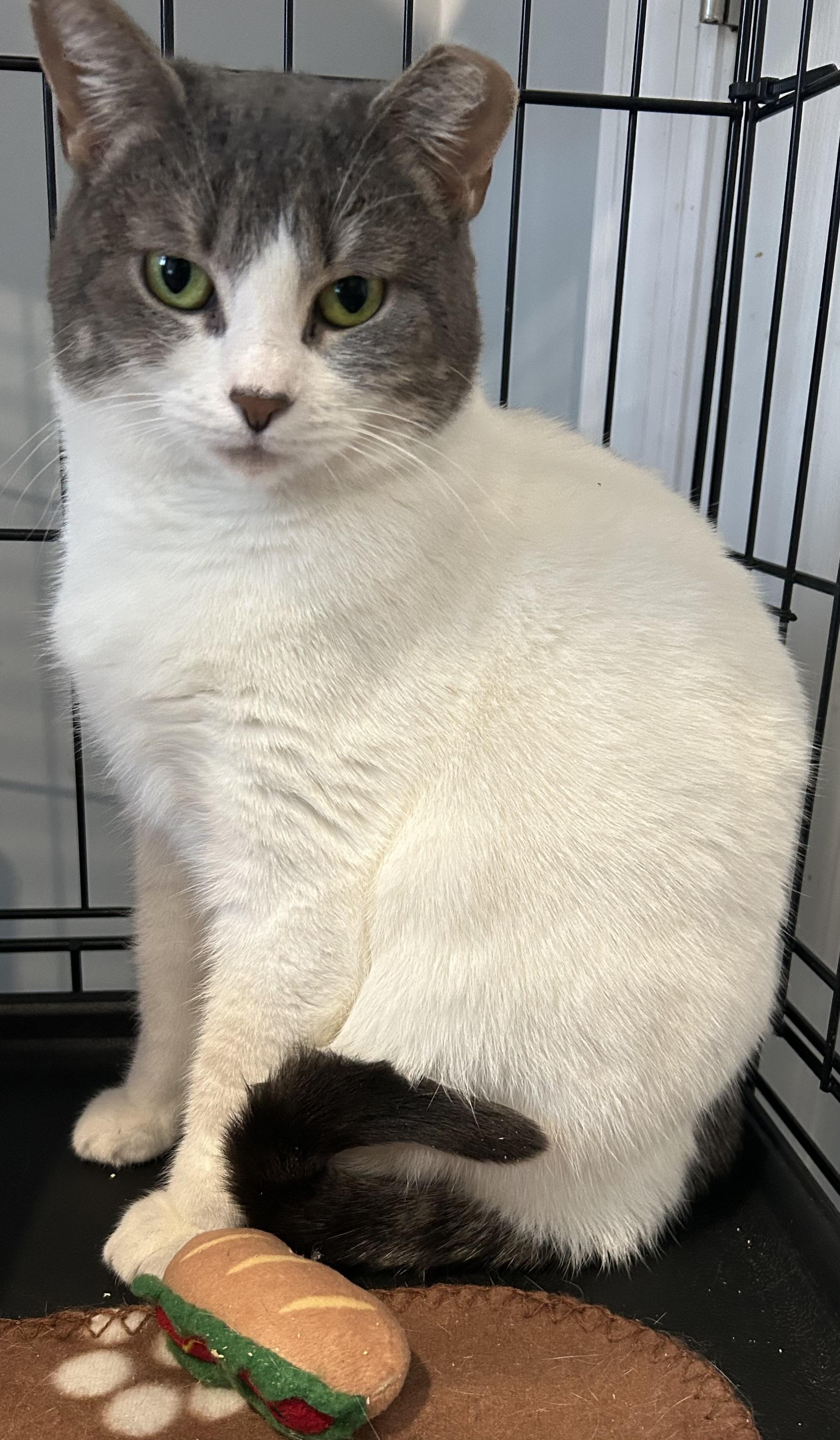 Enlarge Angie, a ADOPTABLE Domestic Short Hair in Sayville, NY image 1/1