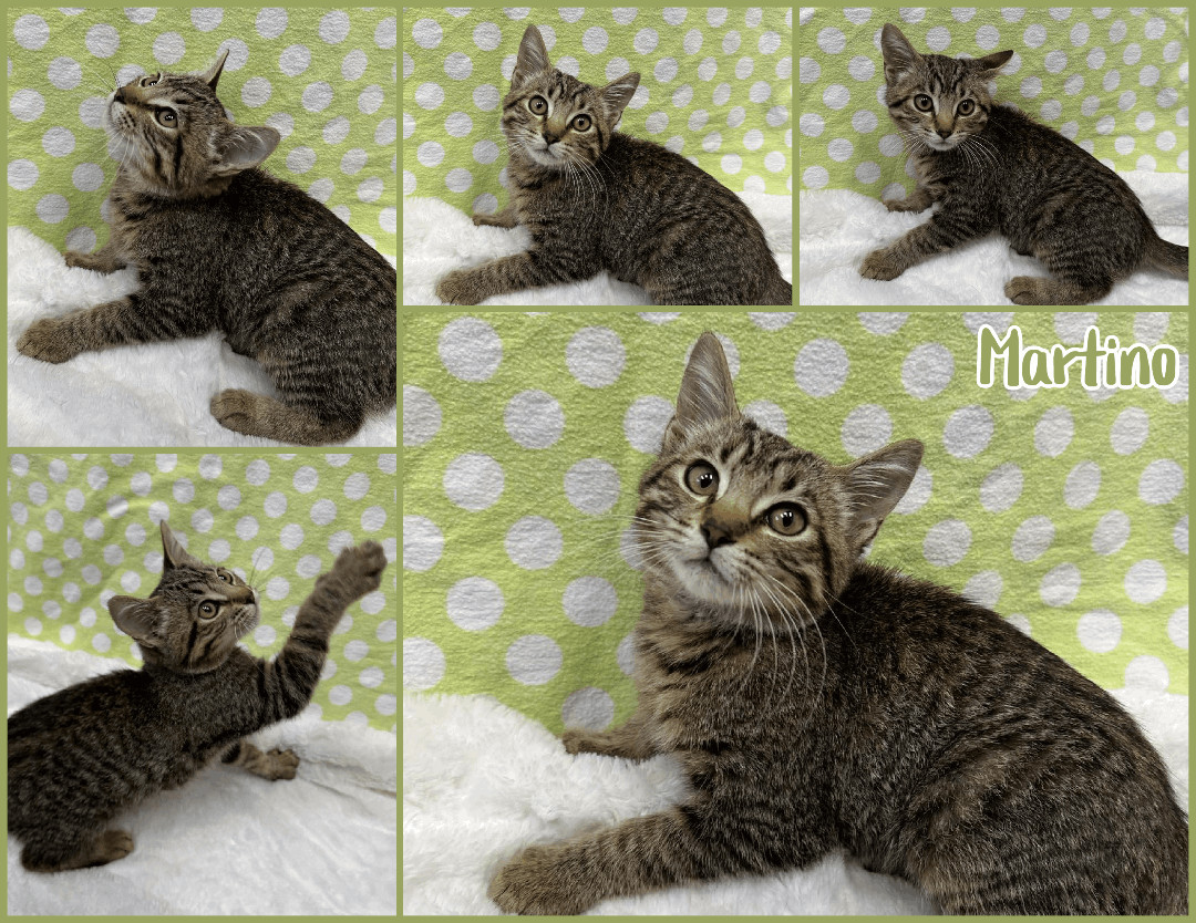 Martino, Adopted, Kitten Male Domestic Short Hair.