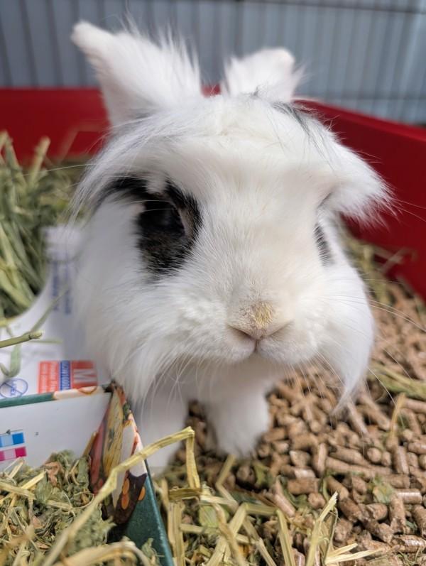 Kaos, Adoptable, Young Male Lionhead.