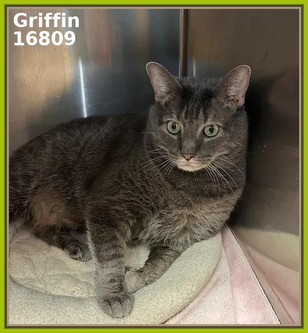 GRIFFIN (R), an adopted mixed breed in Marietta, GA image 1/4