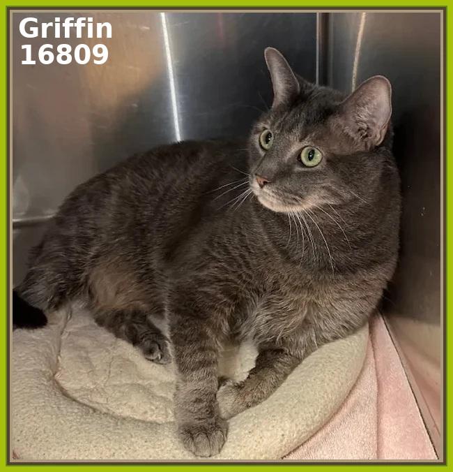 GRIFFIN (R), an adopted mixed breed in Marietta, GA image 4/4