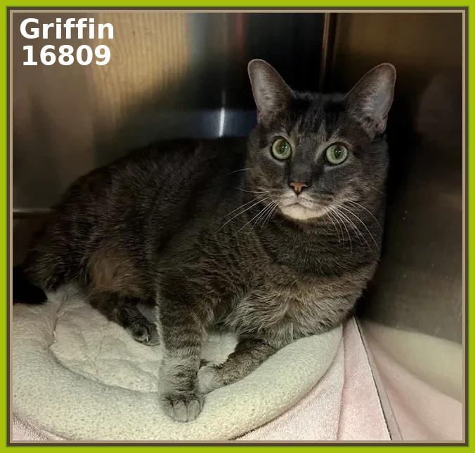 GRIFFIN (R), an adopted mixed breed in Marietta, GA image 2/4