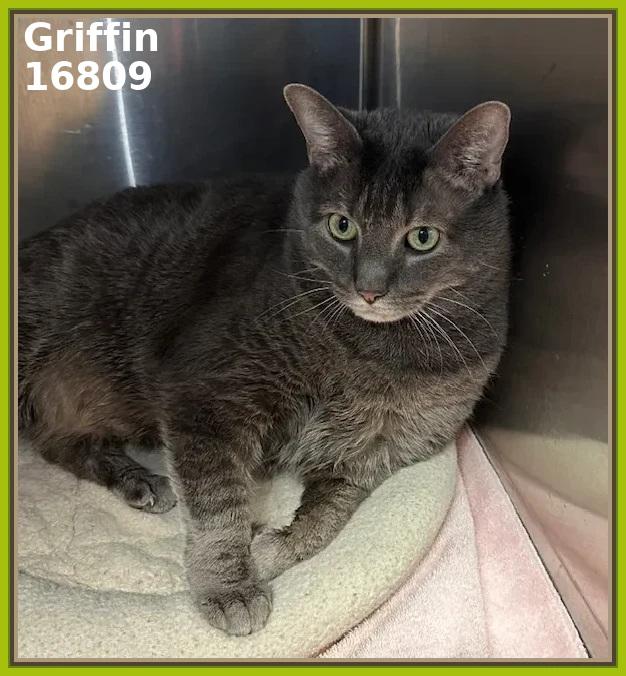 GRIFFIN (R), an adopted mixed breed in Marietta, GA image 3/4