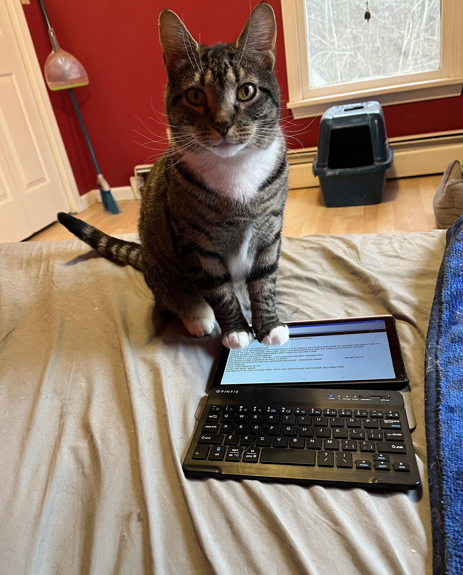 Suzie, Adoptable, Adult Female Domestic Short Hair & Tabby.