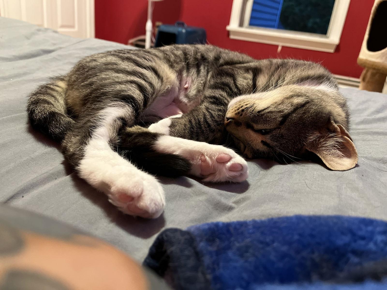 Enlarge Suzie, a Adoptable mixed breed in Naugatuck, CT image 3/3