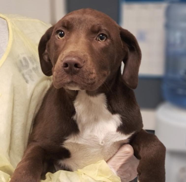 Dean, Adoptable, Puppy Female Labrador Retriever.