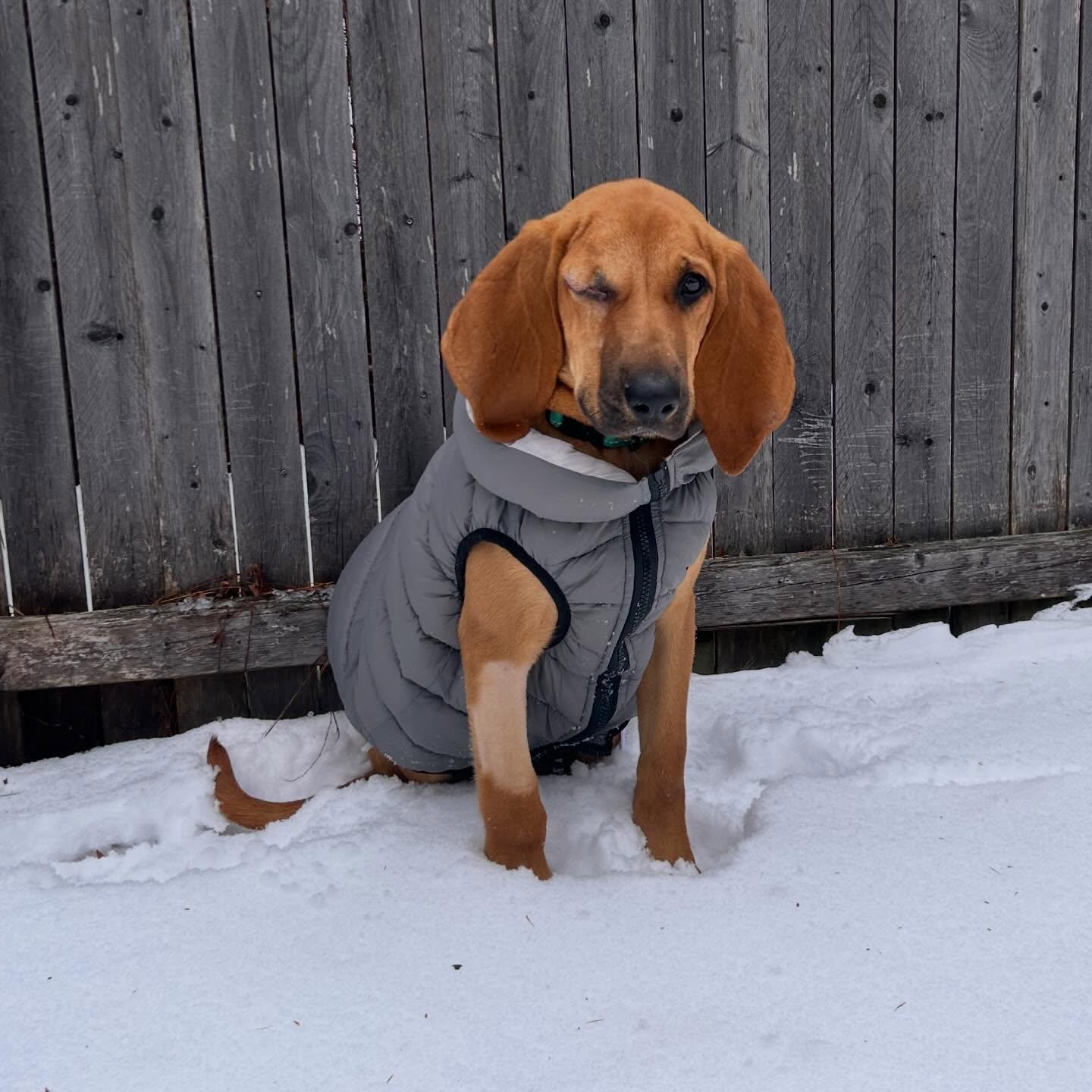 Reba, a ADOPTABLE Redbone Coonhound in St. Albans, VT image 1/3