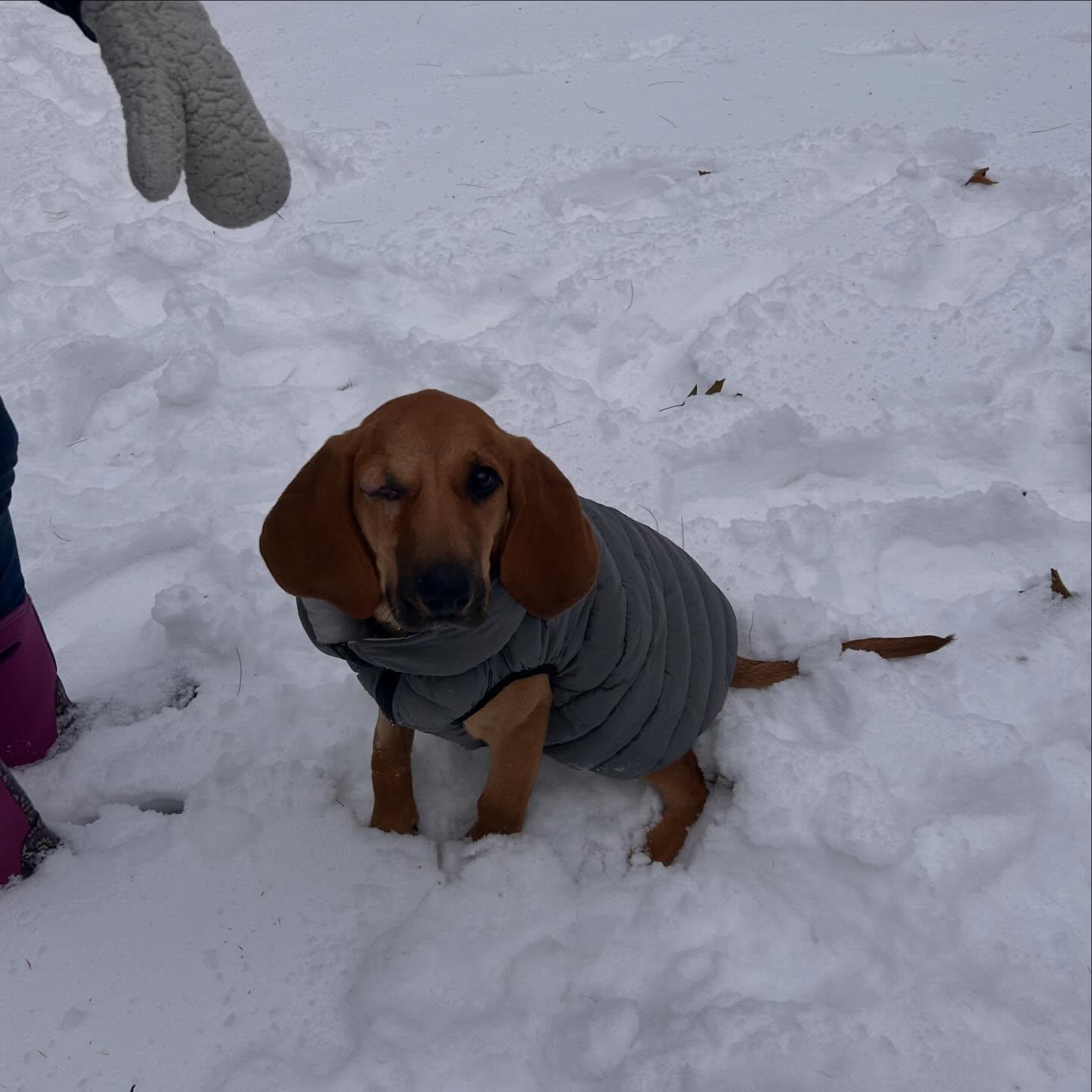 Reba, a ADOPTABLE Redbone Coonhound in St. Albans, VT image 2/3