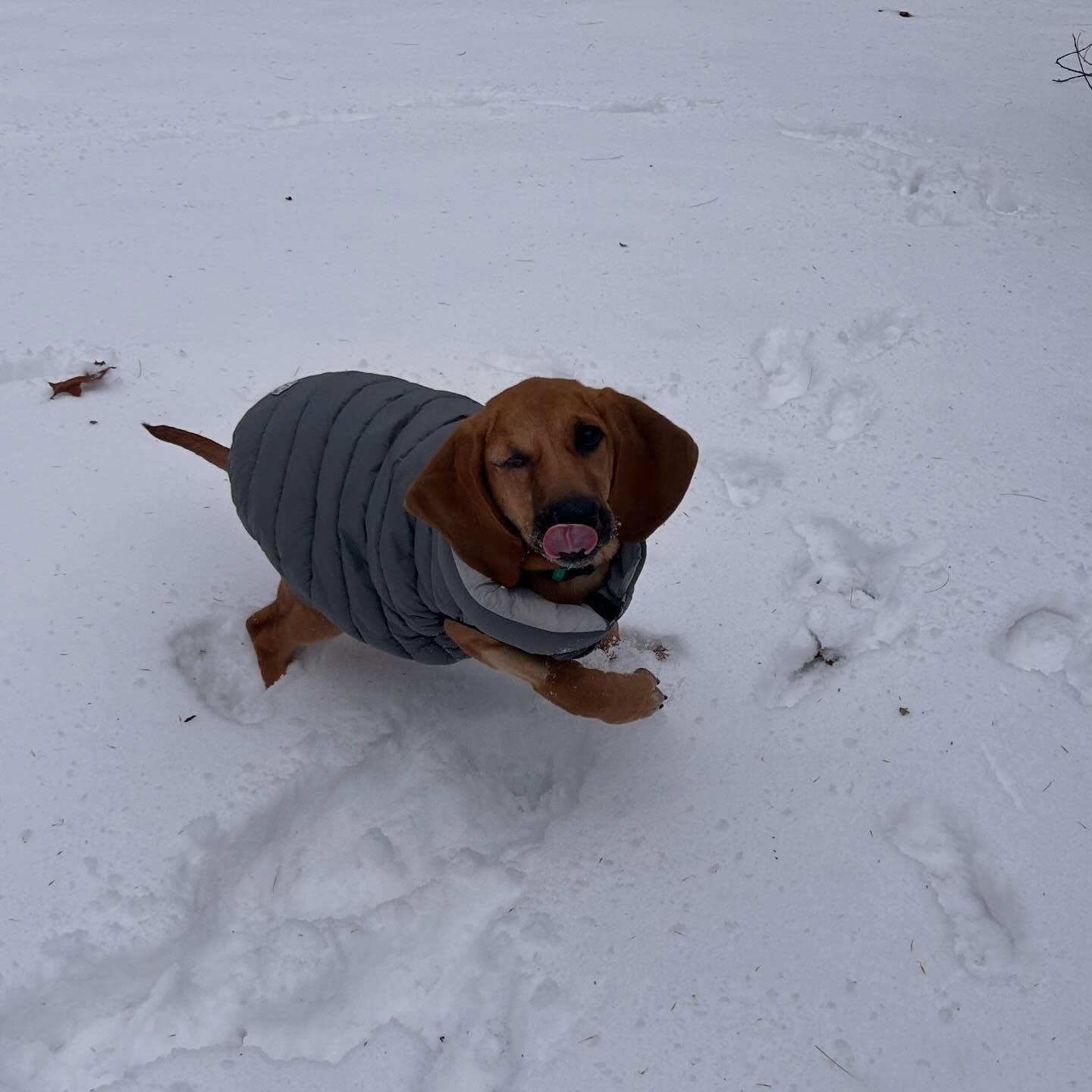 Reba, a ADOPTABLE Redbone Coonhound in St. Albans, VT image 3/3