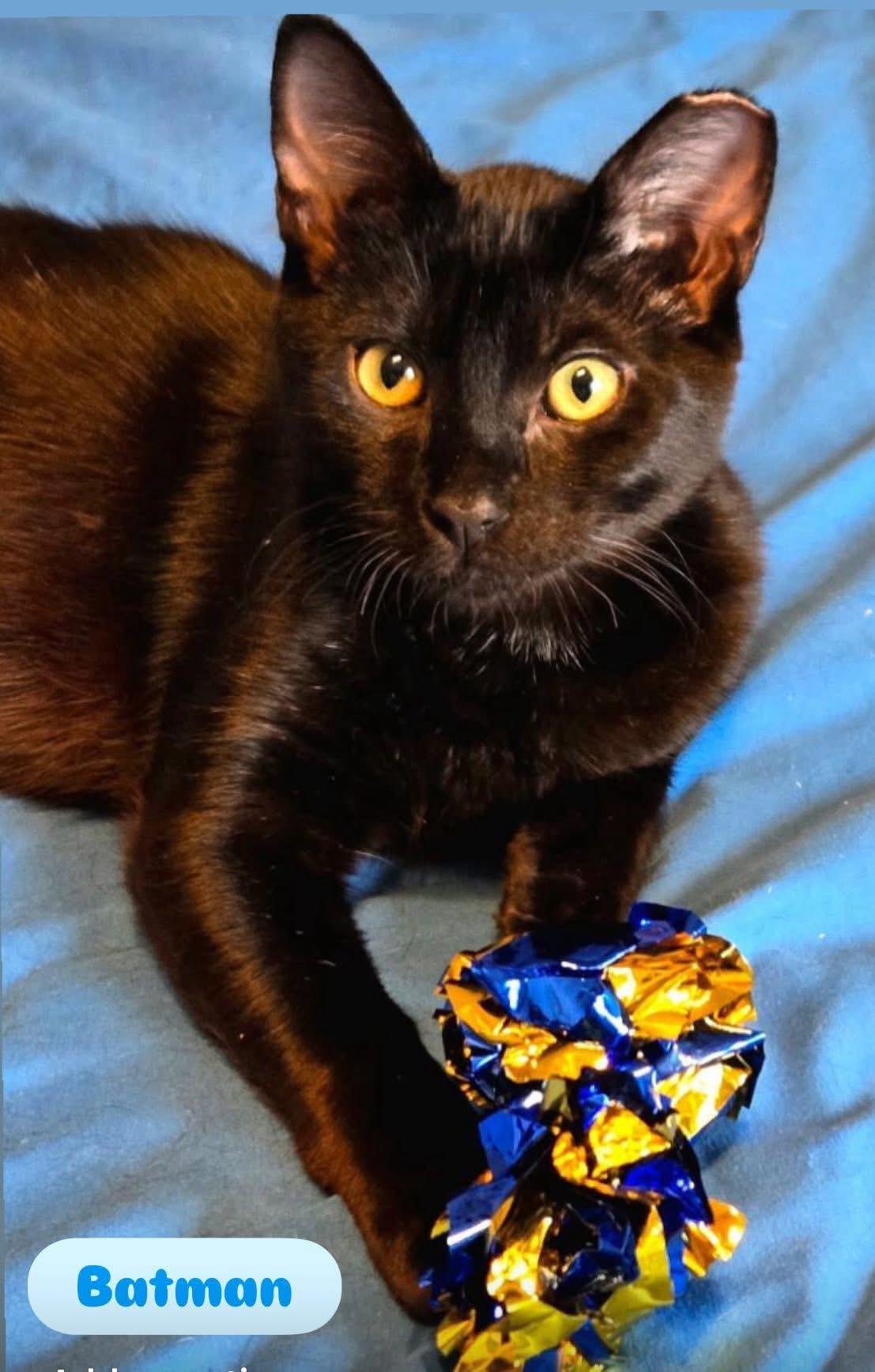 Batman ( social , fun , Lap cat), Adoptable, Kitten Male American Shorthair.