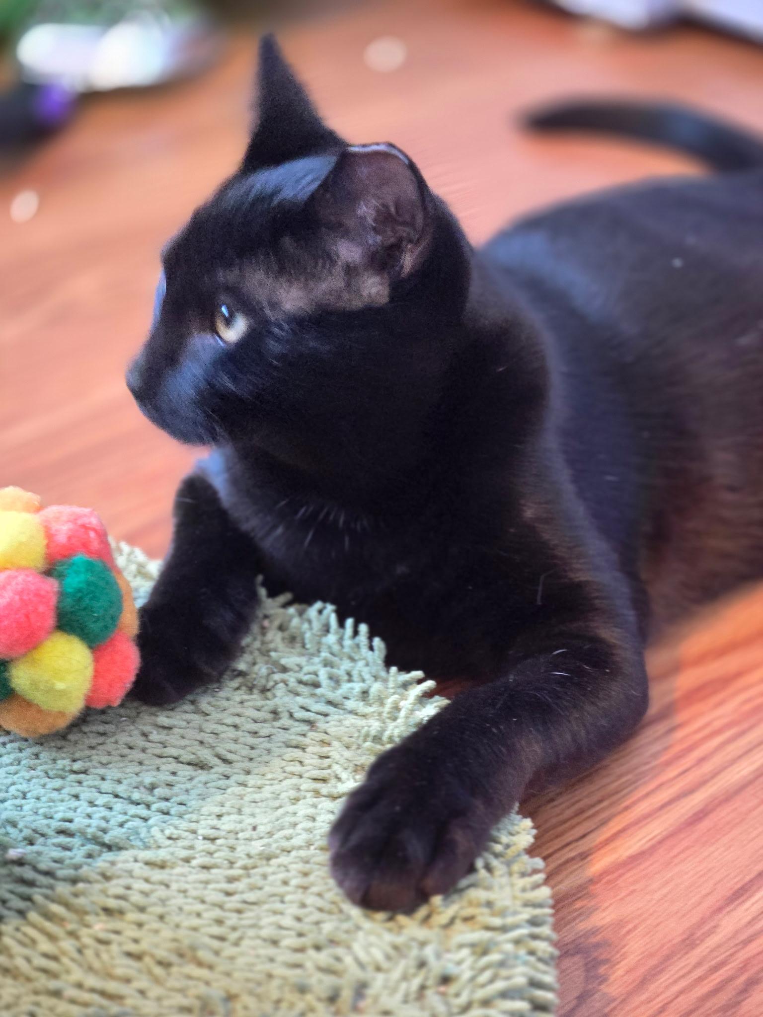 Batman ( social , fun , Lap cat), a Adoptable American Shorthair in Staten Island, NY image 2/4