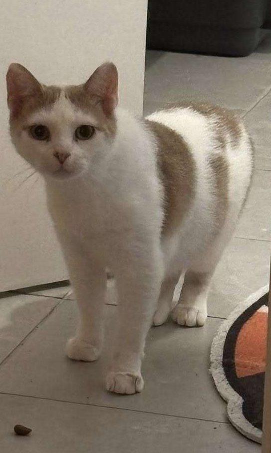 Enlarge Harvest, a Adoptable Domestic Short Hair in Nepean, ON image 1/1