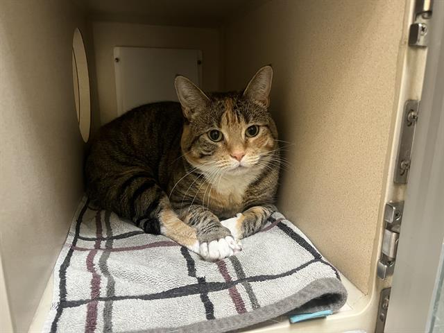 RAY, Adoptable, Adult Female Domestic Short Hair.